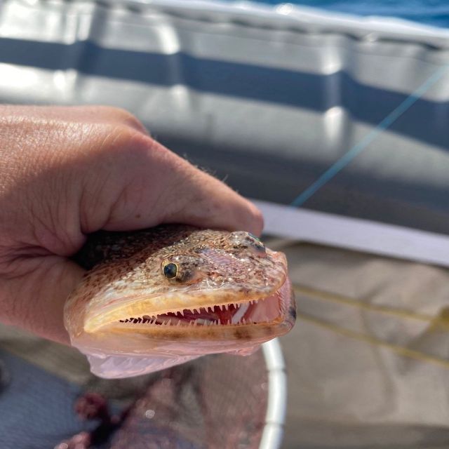 Santorini: Private Morning Deep Sea Fishing Boat Trip - Inclusions and Pricing