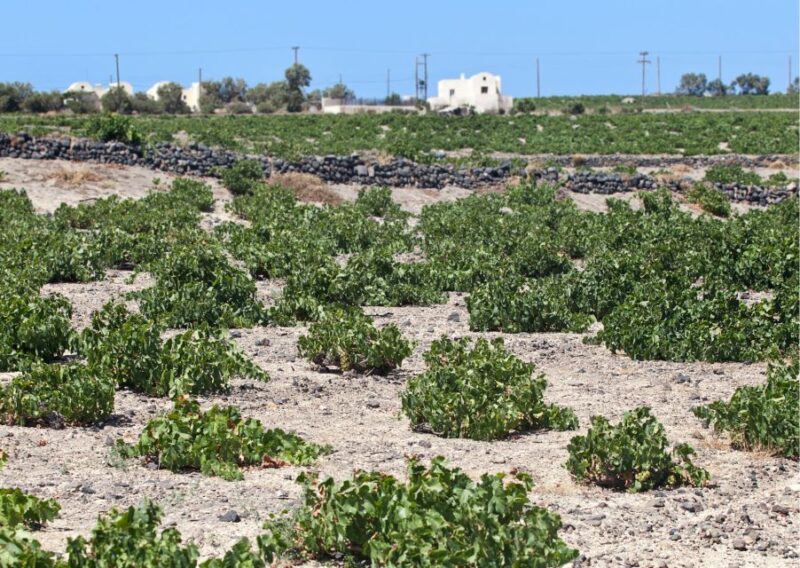 Santorini: Private Wine Tasting Experience at 3 Wineries - Key Points