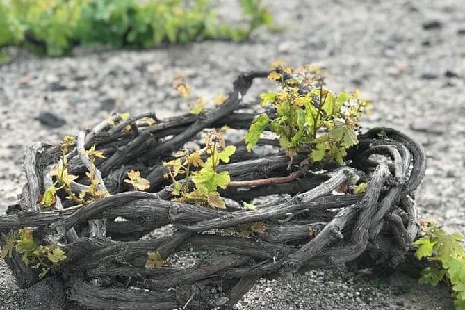 Santorini Private Wine Tasting Experience - Scenic Vineyard Tour and Tasting