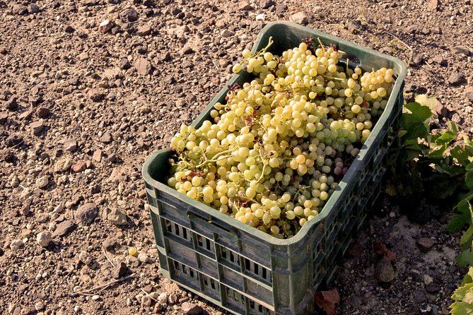 Santorini Private Wine Tour - Product Details