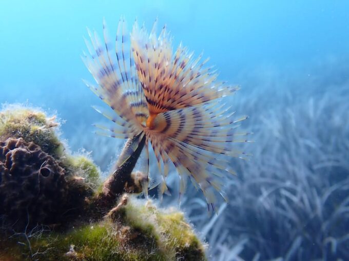 Santorini: Scuba Diving - Inclusions and Equipment