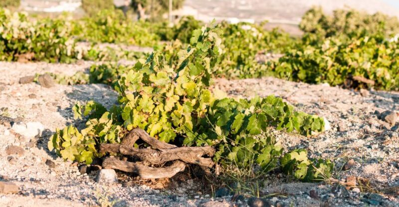 Santorini: Three Wineries and One Brewery Tour With Tastings - ANHYDROUS Cellar Door