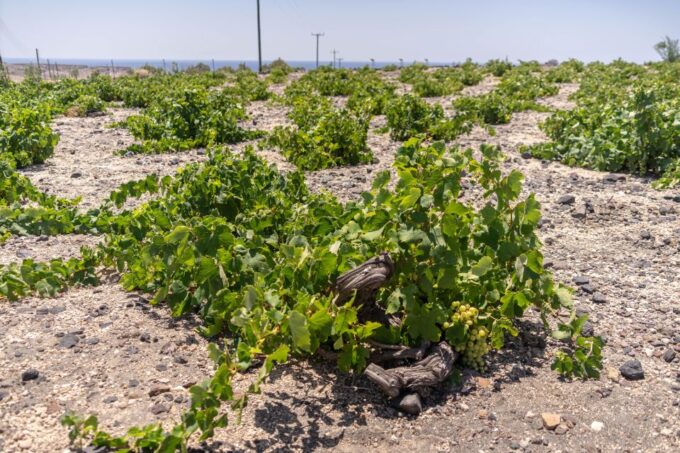Santorini: Three Wineries and One Brewery Tour With Tastings - Pickup and Drop-off