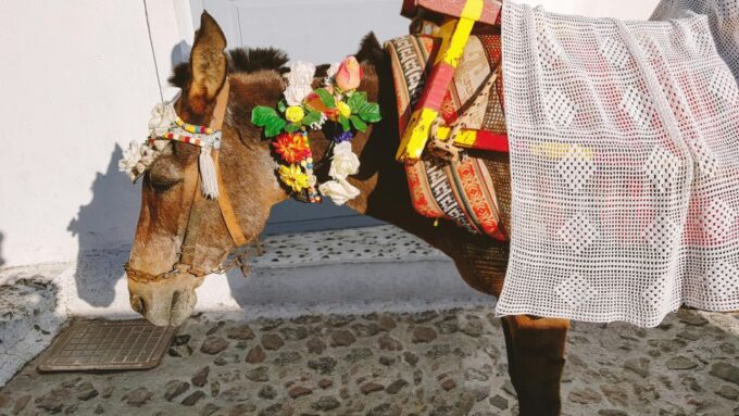 Santorini Tour : Oia, Black Beach, and Pyrgos Half-Day Tour - Frequently Asked Questions