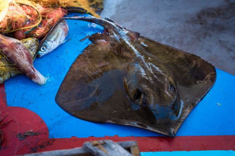 Santorini: Traditional Fishing Trip and Fresh Fish Lunch - Highlights of the Trip