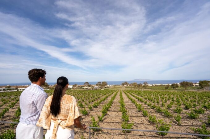 Santorini: Wine O Clock - Wine Tasting Private Tour - Frequently Asked Questions
