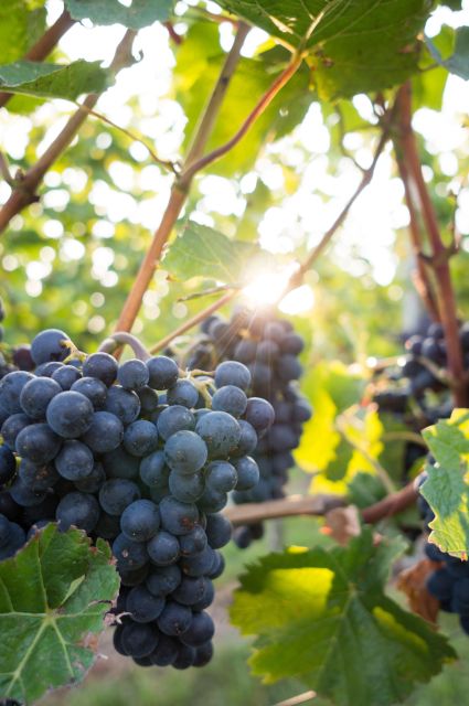 Santorini Wine Odyssey: Wineries With Four - Course Lunch - Practical Details and Inclusions