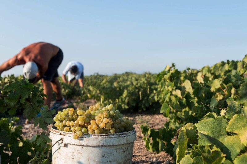 Santorini Wine Roads: Tour of 3 Wineries With a Sommelier - Inclusions