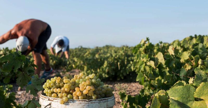 Santorini Wine Roads: Tour of 3 Wineries With a Sommelier - Policies