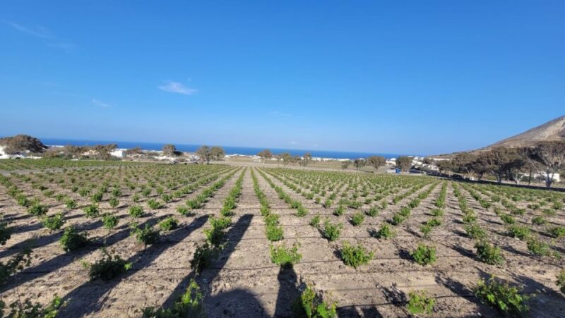 Santorini: Wine Tasting and Food Pairing at 3 Wineries - Winery 1: Assyrtiko and Aidani