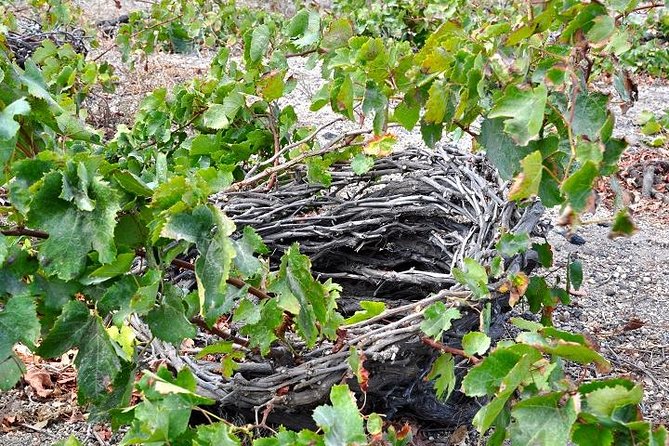 Santorini Wine Tasting and History Small Group Tour - Meeting and Pickup