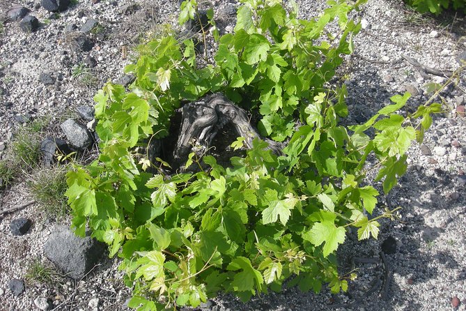 Santorini Wine Tasting & Food Pairing :Taste Good Life at Santorini - Wineries and Varietals Featured