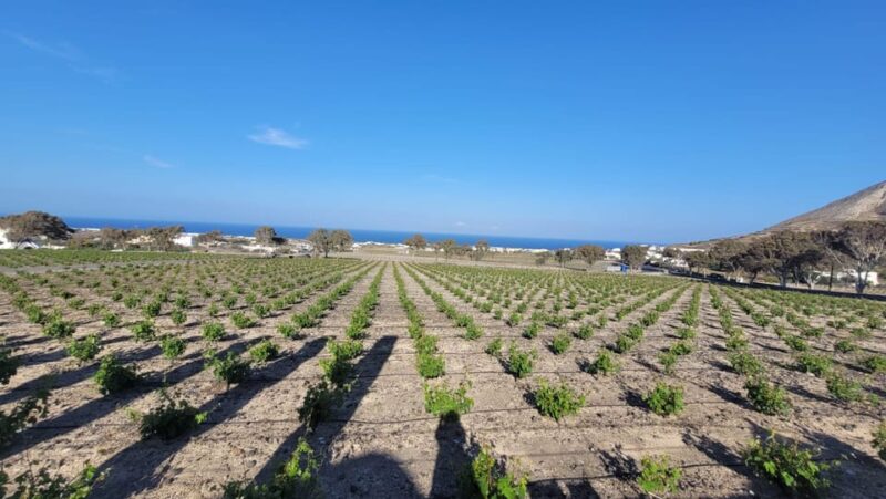 Santorini: Wine Tasting in 3 Wineries and a Greek Meal Group - Key Points