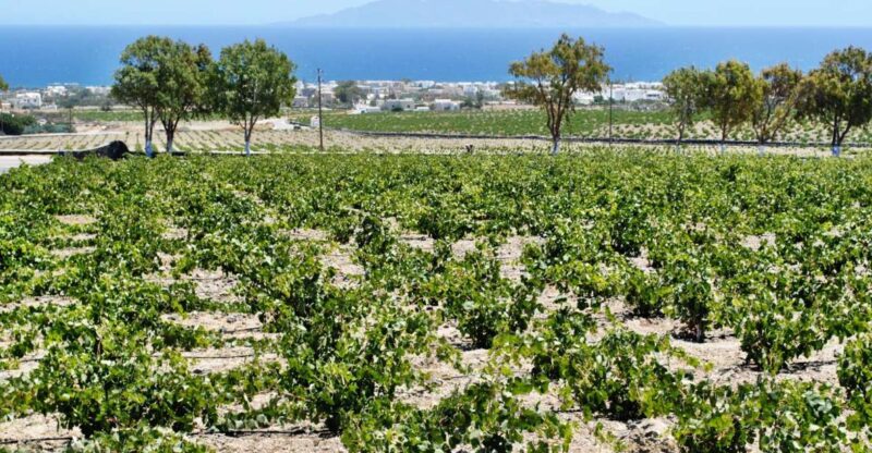 Santorini: Wine Tasting Tour & Sunset Viewing - Inclusions and Exclusions