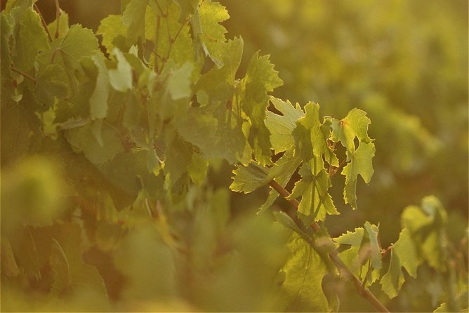 Santorini Wine Tour With 10 Wine Tastings and Oia Sunset - Estate Argyros Winery Visit