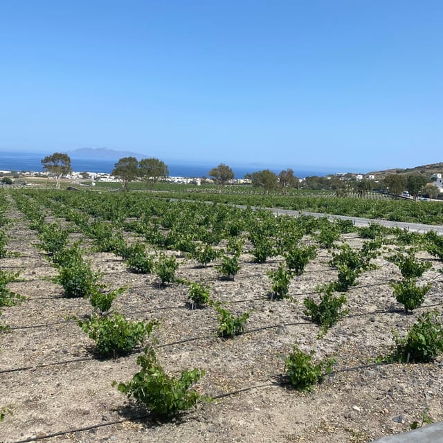 Santorini:Privet Highlights Tour With Wine Tasting - Argyros Winery Wine Tasting