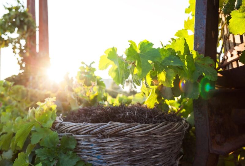 Santorinis Wine Roads: Wine Tasting Tour at 3 Wineries - Wine Tasting and Sampling