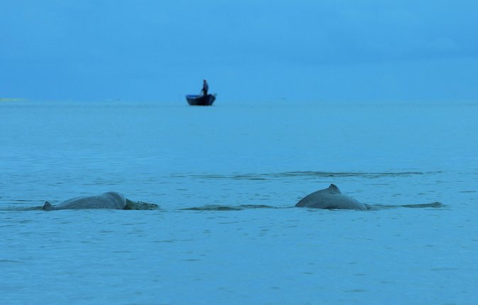 Santubong River Mangrove and Dolphin-Watching Cruise  - Kuching - Highlights of the Dolphin-Watching Experience