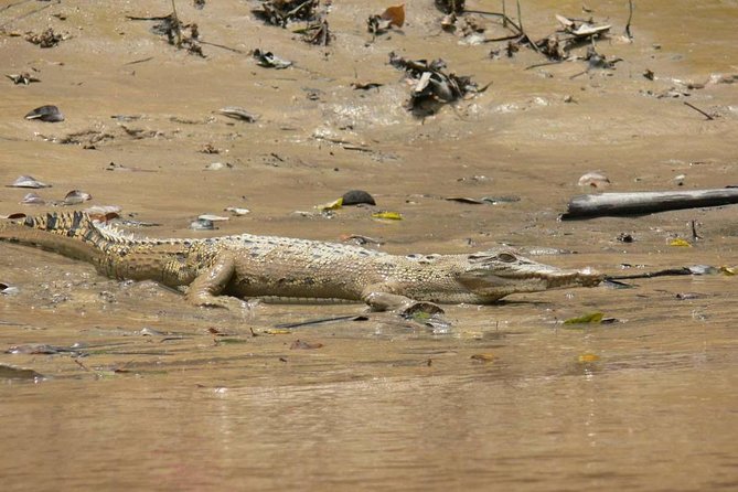 Santubong River Mangrove and Dolphin-Watching Cruise  - Kuching - Small-Group Adventure and Inclusions
