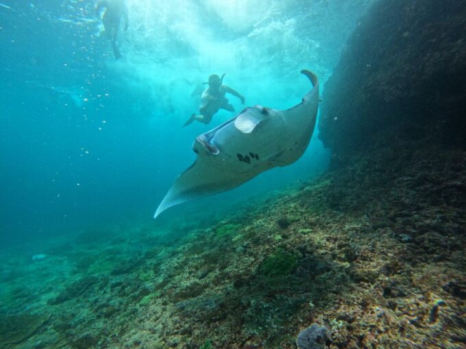 Sanur Bali To/From Lembongan: Speedboat Transfer - Customer Feedback Insights