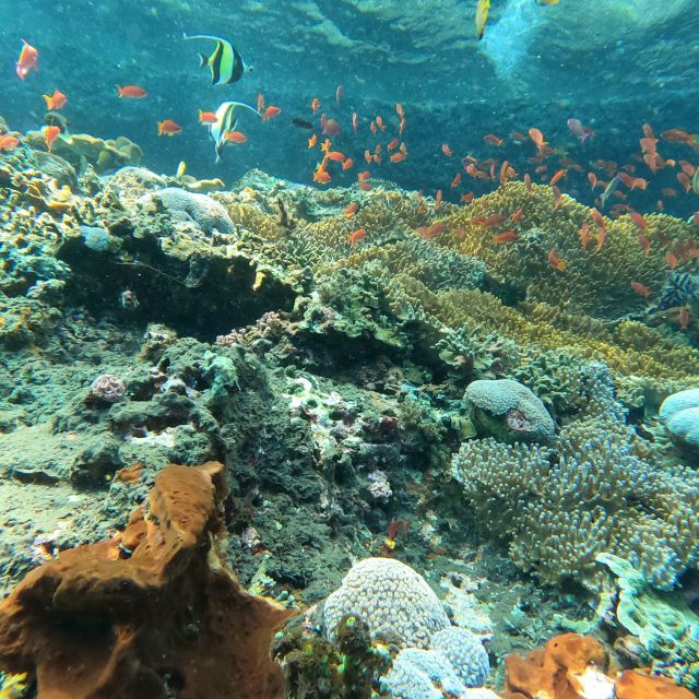 Sanur: Coastal Area Snorkeling Session - Participant Information