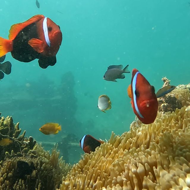 Sanur: Coastal Area Snorkeling Session - What to Bring