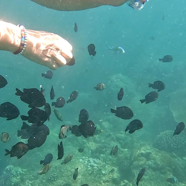 Sanur: Coastal Area Snorkeling Session - Frequently Asked Questions
