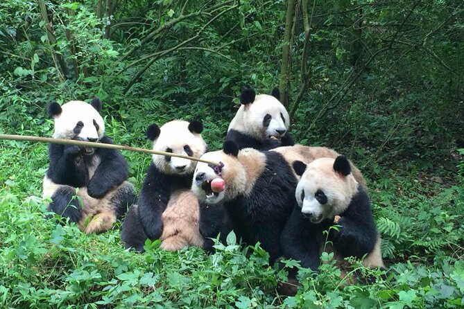 Sanxingdui MuseumChengdu Panda Base or Jinsha Site Tour - Customizable Chengdu Tours