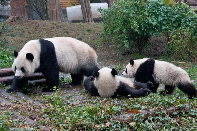 Sanxingdui Ruins and Giant Pandas Private Day Tour From Chengdu - Additional Information