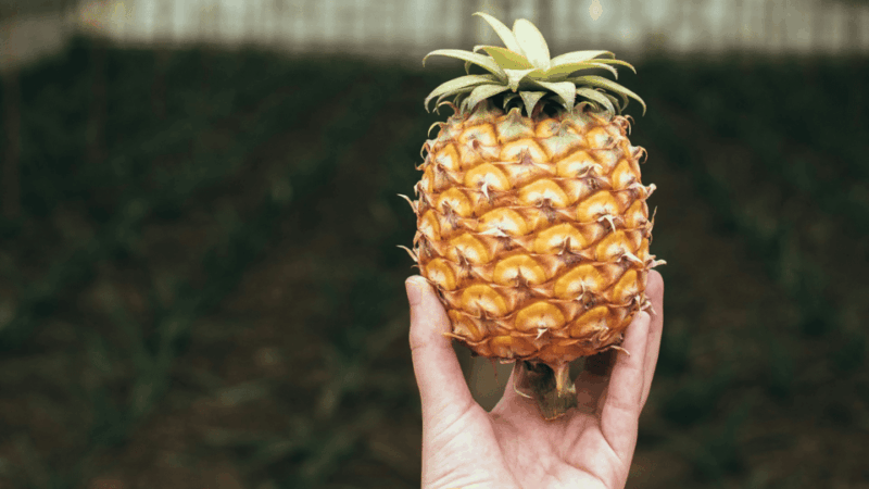 São Miguel: 2-Days Highlights Tour With Tea & Pineapple - Itinerary Highlights