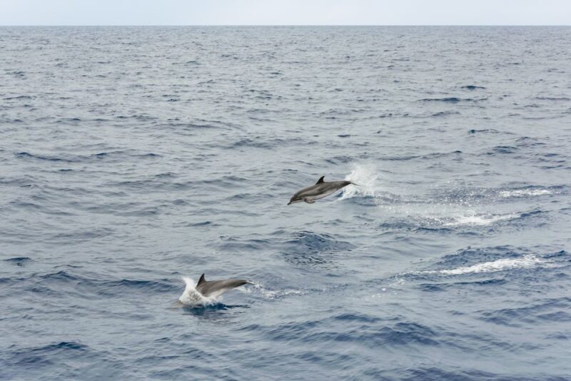 Sao Miguel Azores: Half-Day Whale Watching Trip - Highlights of the Experience