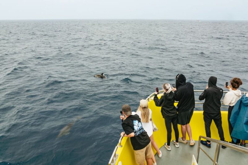 Sao Miguel Azores: Half-Day Whale Watching Trip - Inclusions and Exclusions