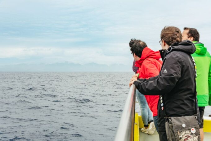 Sao Miguel Azores: Half-Day Whale Watching Trip - Whale and Dolphin Sightings