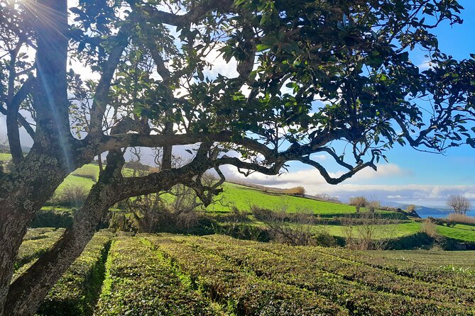 São Miguel East Full Day Small-Group Tour From Ponta Delgada - Tour Requirements