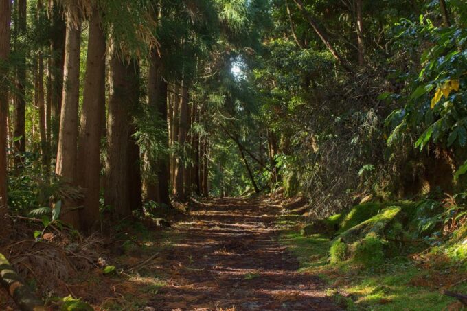 Sao Miguel: Full-Day Hike to Lagoa Do Fogo - Participant Considerations