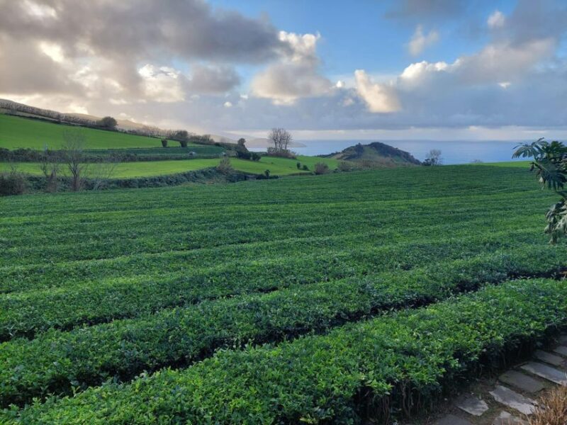 Sao Miguel : Furnas Full Day Tour With Lunch Included - Pricing and Cancellation