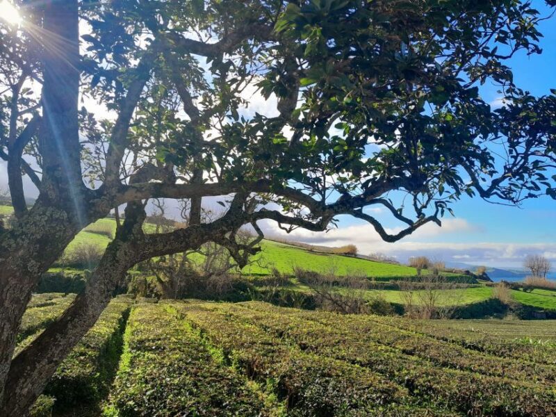 Sao Miguel: Iconic Furnas Volcano & Nordeste Full-Day Tour - Exploring Ribeira Dos Caldeirões