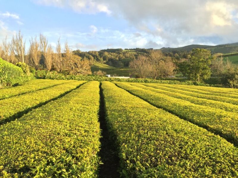 Sao Miguel Island: Full Day All-in-One Tour - Key Points