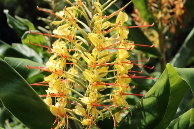 São Miguel West: Sete Cidades & Lagoa Do Fogo Full-Day Tour - Important Information