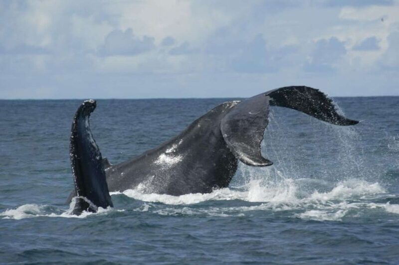 Sao Miguel: Whales & Volcano Full-Day Tour With Lunch - Key Points