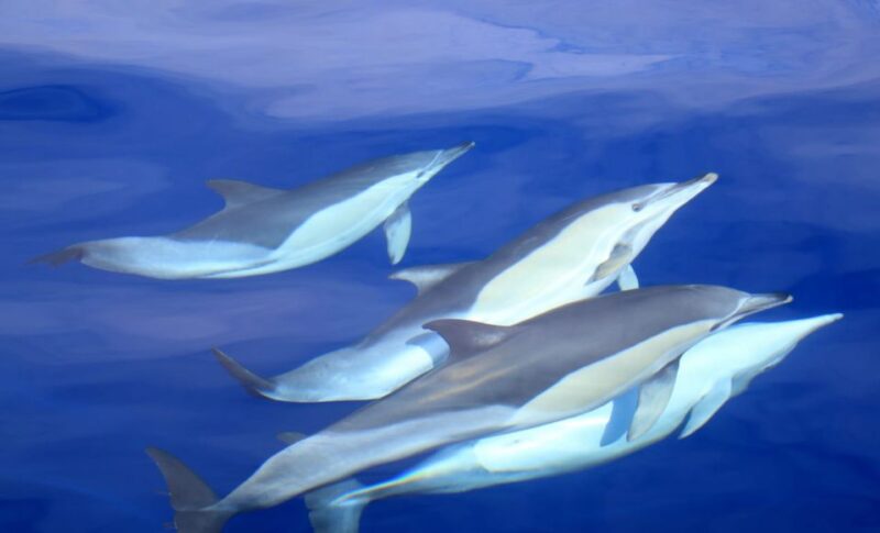 Sao Miguel: Wild Swimming With Dolphins - Key Points