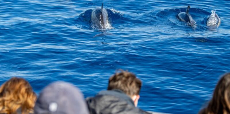 Sao Miguel: Wild Swimming With Dolphins - Meeting the Trained Dolphin Interaction Professionals