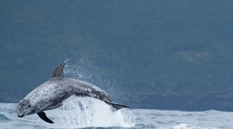 Sao Miguel: Wild Swimming With Dolphins - Marveling at the Breathtaking Island Landscapes