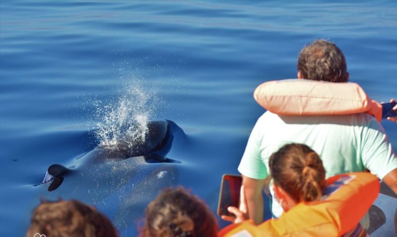 Sao Miguel: Wild Swimming With Dolphins - Experiencing the Small Group Dolphin Swim