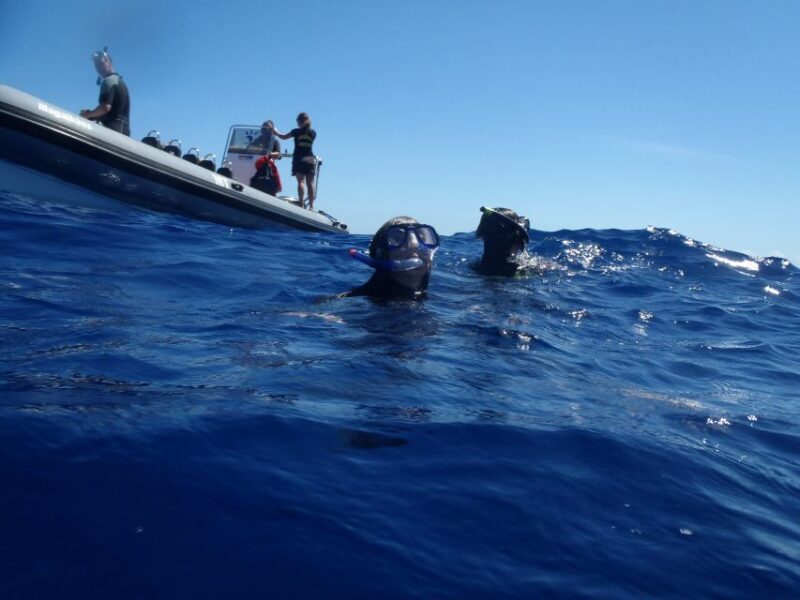 Sao Miguel: Wild Swimming With Dolphins - Participant Requirements and Considerations