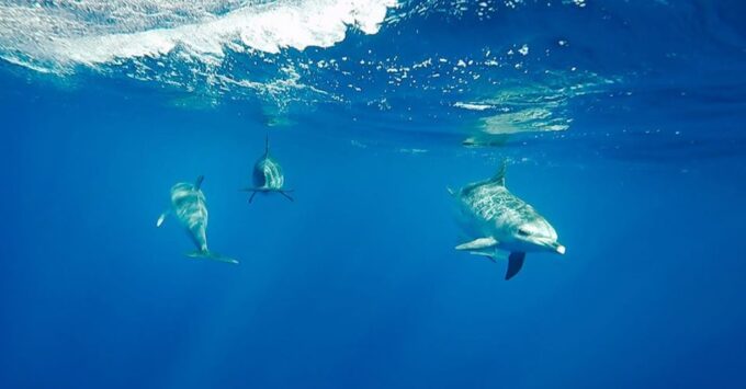 Sao Miguel: Wild Swimming With Dolphins - Preparing for the Adventure: What to Bring