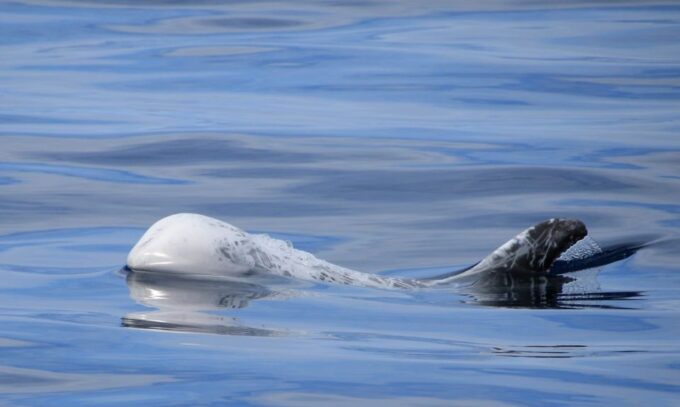 Sao Miguel: Wild Swimming With Dolphins - Positive Customer Feedback and Ratings