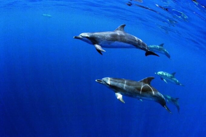 Sao Miguel: Wild Swimming With Dolphins - Frequently Asked Questions