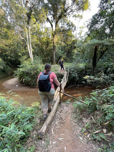 São Paulo: Atlantic Forest Day Trip With a Biologist - Key Points