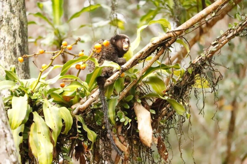 São Paulo: Atlantic Forest Day Trip With a Biologist - Guided by a Wildlife Biologist